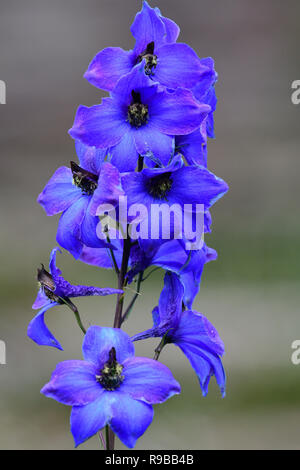 Close up di un delphinium elatum fiore in fiore Foto Stock