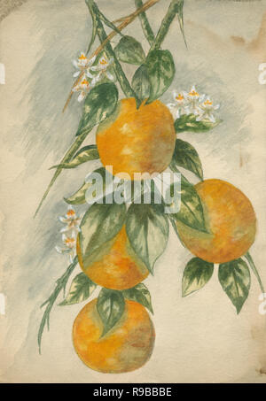 Antique c1890 la pittura ad acquerello di arancio dolce (Citrus x sinensis). Fonte: Dipinto originale Foto Stock