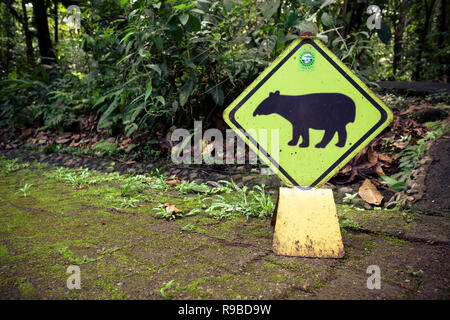 Baird, il tapiro (Tapirus bairdii) segnale di avvertimento. Braulio Carrillo Parco Nazionale. Heredia provincia. Costa Rica. Foto Stock