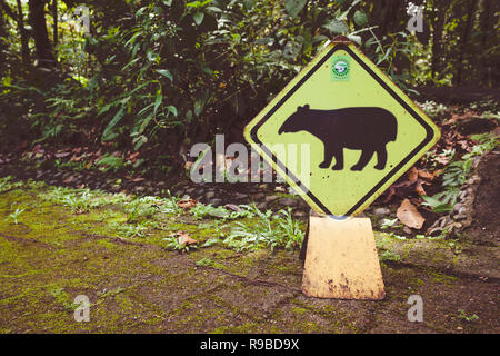 Baird, il tapiro (Tapirus bairdii) segnale di avvertimento. Braulio Carrillo Parco Nazionale. Heredia provincia. Costa Rica. Foto Stock