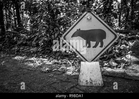 Baird, il tapiro (Tapirus bairdii) segnale di avvertimento. Braulio Carrillo Parco Nazionale. Heredia provincia. Costa Rica. Foto Stock