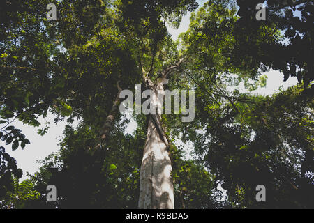 Visualizza in alto nella foresta pluviale. La Selva la Stazione biologica. Costa Rica. Foto Stock