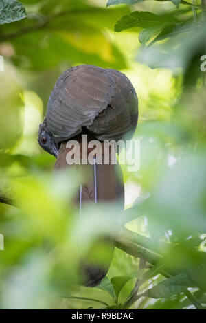 Crested Guan (Penelope purpurascens) appollaiato sul ramo. La Selva la Stazione biologica. Costa Rica. Foto Stock