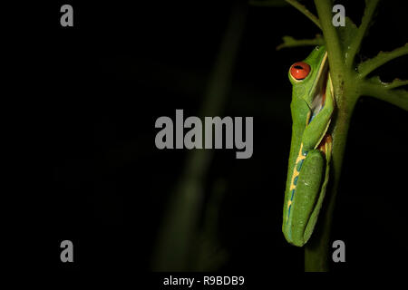 Red-eyed Treefrog (Agalychnis callidryas) appollaiato sulla vegetazione acquatica. La Selva la Stazione biologica. Costa Rica. Foto Stock