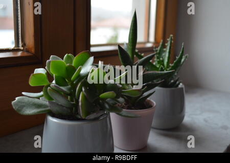 Tre cactus sul davanzale come decorazione Foto Stock