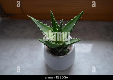 Unico pungenti cactus verde in un vaso sul davanzale Foto Stock