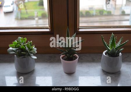 Tre i cactus sul davanzale di una fila come decorazione idea ispiratrice per la camera da letto Foto Stock