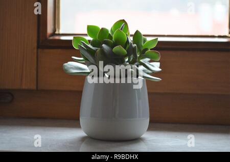 Cactus verde pianta con foglie spesse in un vaso di fiori sul davanzale come decorazione Foto Stock