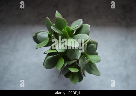 Cactus verde pianta con foglie spesse in un vaso di fiori sul davanzale come decorazione Foto Stock