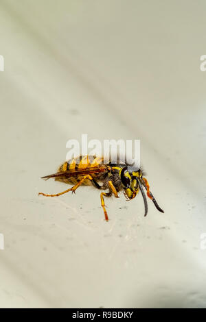 Vicino la foto di una vespa su un pezzo di vetro Foto Stock