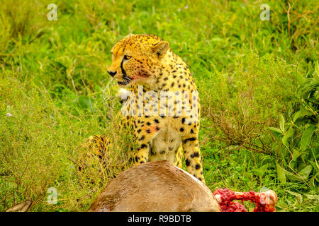 Cheetah maschio con permanente volto insanguinato dopo aver mangiato a giovani o GNU GNU in erba verde della vegetazione. Ndutu Area di Ngorongoro Conservation Area, Tanzania Africa. Foto Stock