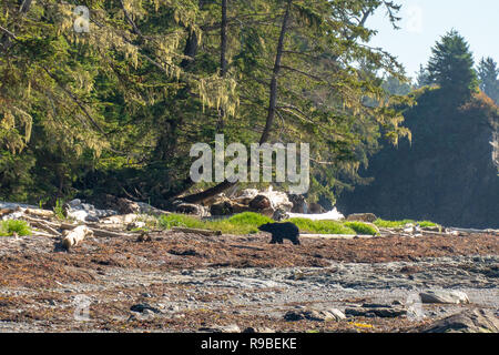 Look Ozette Trail a Washington, Pacific Northwest - Parco nazionale di Olympic Foto Stock