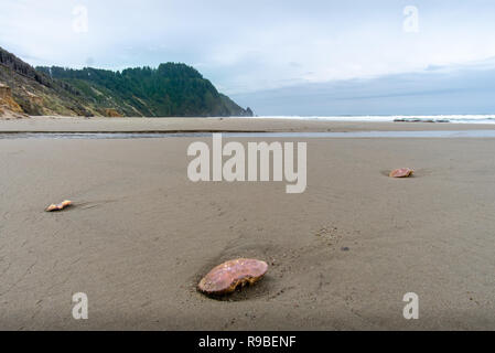 Oregon Coast Trail - Pacific Northwest durante il mese di ottobre Foto Stock
