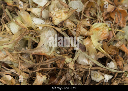 A sinistra sopra le cipolle le bucce sono una ricca fonte di flavonoidi, quercetina, antiossidanti e anti-infiammatorio. Foto Stock