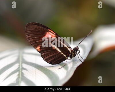 Heliconius melpomene : il postino comune farfalla posata su una foglia Foto Stock