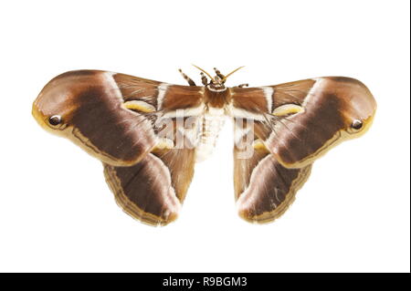 Il ailanthus silkmoth Samia ricini isolati su sfondo bianco Foto Stock