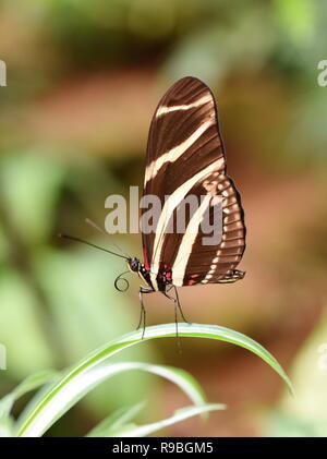 Zebra Longwing Butterfly Heliconius charithonia seduto su una foglia Foto Stock