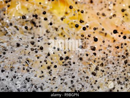 Primo piano sulla decomposizione di funghi Rhizopus muffa su un arancione Foto Stock