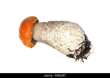 Arancione bolete betulla Leccinum vercipelle su sfondo bianco Foto Stock