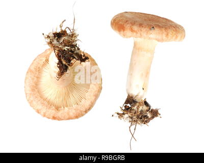 Lanosi milkcap funghi Lactarius torminosus isolati su sfondo bianco Foto Stock