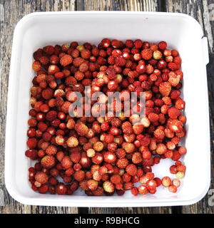 Fragole selvatiche Fragaria vesca frutto in una casella bianca Foto Stock