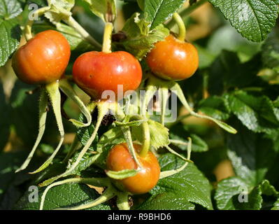 Mature rosa canina su una Rosa rugosa impianto Foto Stock