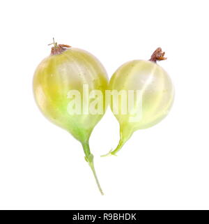 Uva spina isolata su sfondo bianco Foto Stock