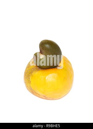 Anacardi apple e il dado frutti dall'albero sempreverde excelsum occidentale Foto Stock
