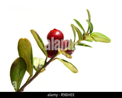 Mirtillo rosso Vaccinium vitis-idaea bacche di colore rosso su sfondo bianco Foto Stock