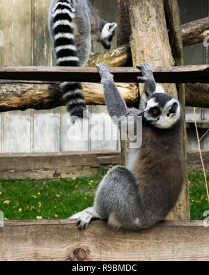 Funny ring tailed lemur scimmia, giocando ed oscillante su di un asse di legno Foto Stock