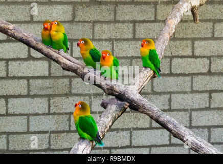 Gruppo di innamorati vicini fra di loro su un ramo, tropicale e nani colorati pappagalli dall'Africa Foto Stock