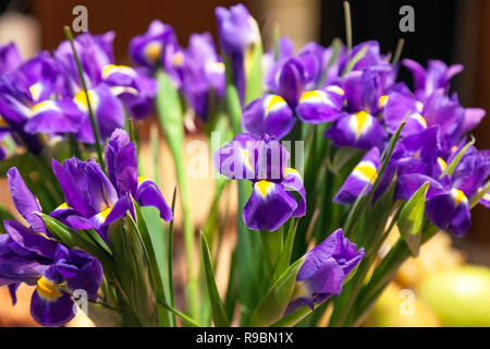 Closeup bouquet di fiori freschi di iridi viola con petali gialli e steli verdi. Il concetto di apertura di un negozio di fiori nel grande centro commerciale per lo shopping Foto Stock