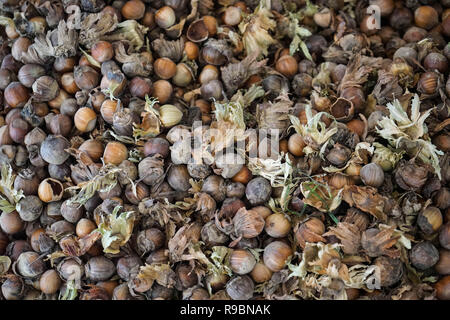 Le nocciole caduti a terra pronto per essere raccolto Foto Stock