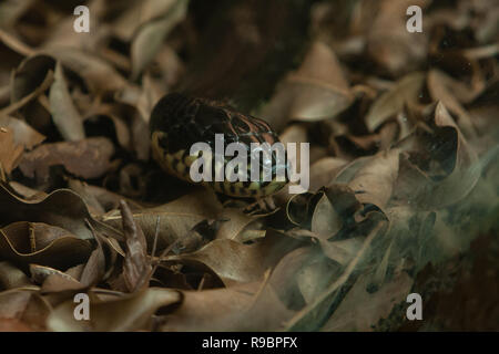 Amur biacco (Elaphe schrenckii), nonvenomous colubrid snake, testa di fogliame, lo Zoo di Taipei a.k.a. Muzha lo zoo della città di Taipei, Taiwan Foto Stock