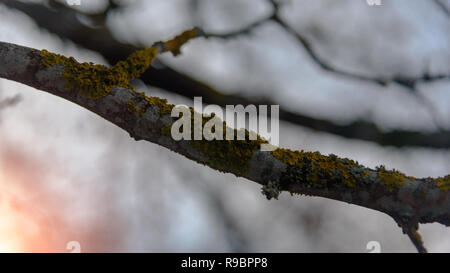 Il ramo coperte di muschio giallo tramonto di lichene background closeup Foto Stock