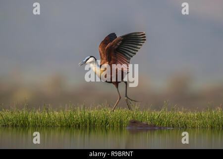 Jacana africana (Actophilornis africanus), Zimanga riserva privata, KwaZulu-Natal, Sud Africa Foto Stock