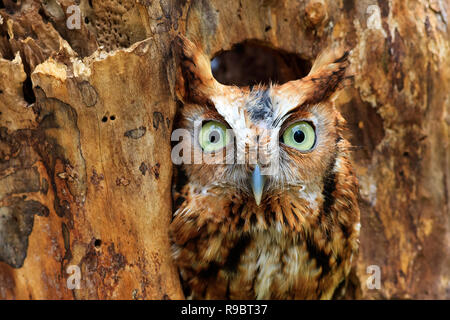 Un orientale Civetta peeking fuori del foro nella struttura ad albero Foto Stock