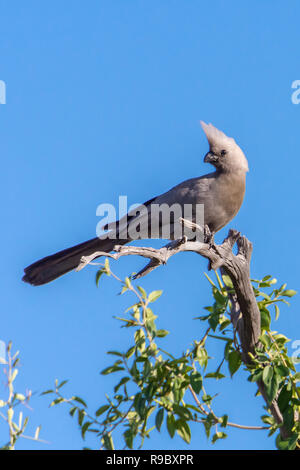 Grigio go-away-bird (Corythaisoides concolor) in Botswana, Africa Foto Stock