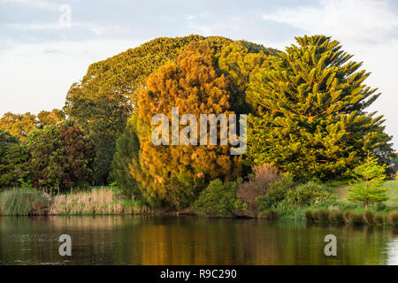 Alberi e stagno nella luce del mattino Foto Stock