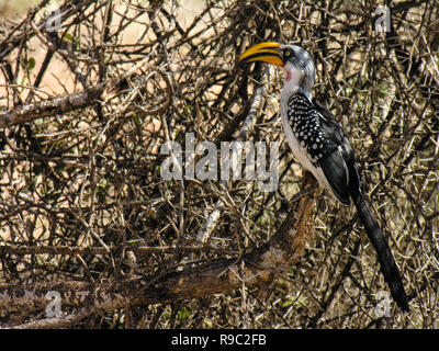 Hornbill, Samburu riserva nazionale, Kenya Foto Stock