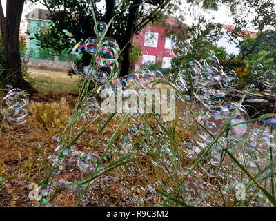 Un sacco di belle bolle di sapone a volare su sfondo verde, primo piano. Grande colorate bolle di sapone in natura. Molte bolle sapone su erba di giardino. Foto Stock