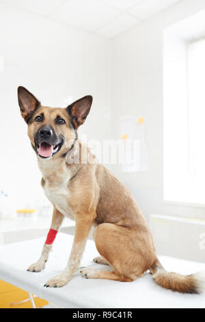 Il cane pastore nelle cliniche Foto Stock