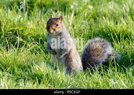 Scoiattolo grigio - Sciurus carolinensis Sat fino in erba Foto Stock