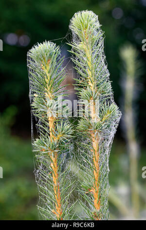 Rugiada di mattina su ragnatele su albero di abete naturale di un albero di Natale Foto Stock