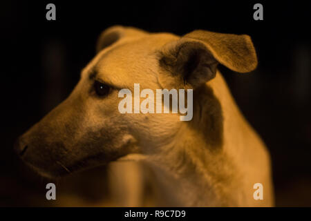 Cani randagi di Chandni Chowk Foto Stock