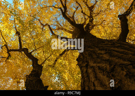 Grande Ginkgo tree sul cielo blu, foglie di giallo sul tettuccio. In autunno il concetto di sfondo Foto Stock