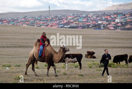 Viste di un cammello Bactrian in Mongolia Foto Stock