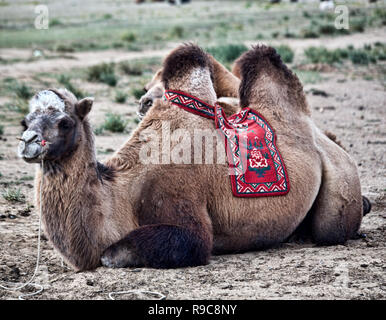 Viste di un cammello Bactrian in Mongolia Foto Stock