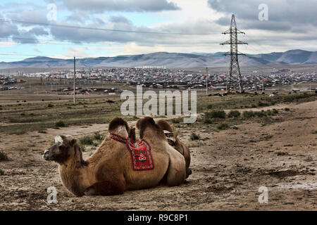 Viste di un cammello Bactrian in Mongolia Foto Stock