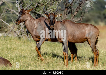 Coppia di topi (Damaliscus korrigum) in Botswana, Africa Foto Stock